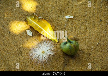 Flowers and fruit of white and pink Barringtonia asiatica or Fish Poison Tree , Putat or Sea Poison Tree in full bloom on its tree. lying on the sand Stock Photo