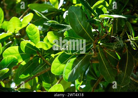 tree white and pink of Barringtonia asiatica or Fish Poison Tree , Putat or Sea Poison Tree in full bloom on its tree. Stock Photo