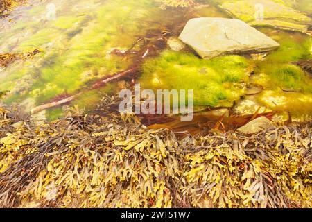 Submerged Bladder Wrack seaweed and green rock algae in the low tideal waters, Orkney, Scotland UK Stock Photo