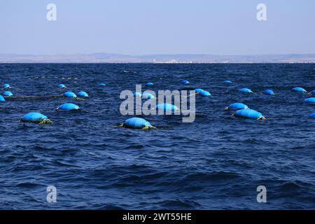 Oyster and mussel farm in Black Sea. Containers with oysters. Growing exotic seafood for gourmets, marine industry in Bulgaria. Food for restaurants, Stock Photo