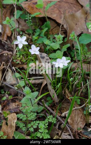 Spring Beauty, Claytonia virginica Stock Photo