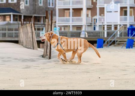 Profile shot of Senior Yellow Labrador "Chief" doing his famous bucking bronco run on the beach in Avon By The Sea Stock Photo