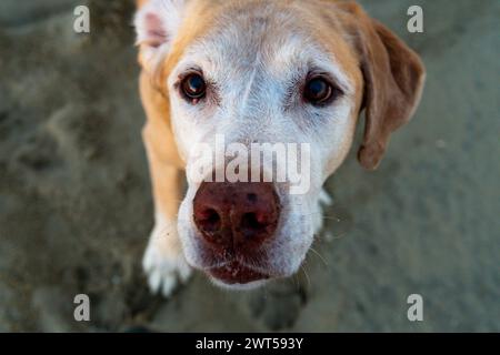 Senior Yellow Labrador Retriever "Chief" looks up at you with his big brown eyes Stock Photo