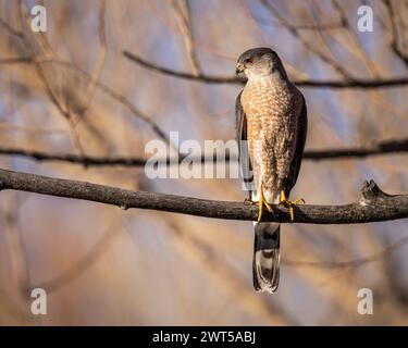 Coopers Hawk - accipiter cooperii - perched on tree limb with evening sunlight Stock Photo