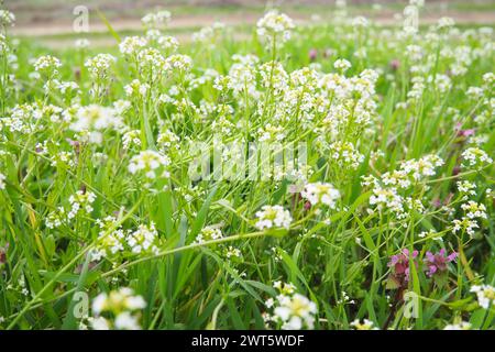 Flowers of shepherd's purse. Capsella bursa-pastoris known  because of its triangular flat fruits, purse-like, is a small annual and ruderal flowering Stock Photo