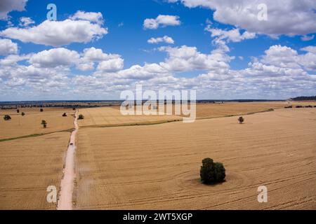 Aerial of rural road passing through golden wheat fields ready for harvest at Wallumbilla on the Maranoa Queensland Australia Stock Photo