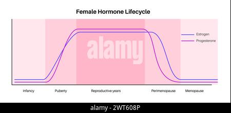 Female Hormones Lifecycle, Illustration. Oestrogen And Progesterone ...