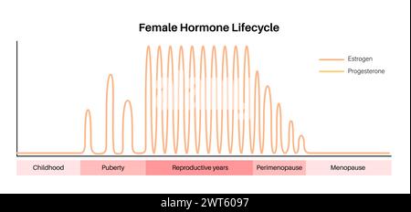 Female Hormones Lifecycle, Illustration. Oestrogen And Progesterone ...