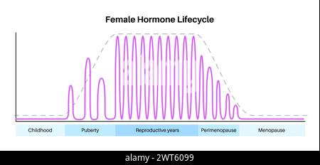 Female Hormones Lifecycle, Illustration. Oestrogen And Progesterone ...