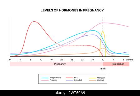 Levels Of Hormones In Pregnancy, Illustration. Human Chorionic ...