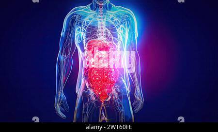 Male abdominal and pelvic organs, illustration. Stock Photo