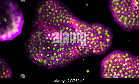 Illustration based on fluorescence light micrographs of organoids. Cell nuclei are green and cell membranes purple. Organoids are three dimensional, miniature, simplified versions of organs grown in the laboratory. They are able to survive for months in controlled conditions allowing diseases to be studied over time and the testing of targeted therapies. Stock Photo