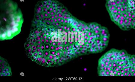 Illustration based on fluorescence light micrographs of organoids. Cell nuclei are purple and cell membranes green. Organoids are three dimensional, miniature, simplified versions of organs grown in the laboratory. They are able to survive for months in controlled conditions allowing diseases to be studied over time and the testing of targeted therapies. Stock Photo