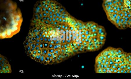 Illustration based on fluorescence light micrographs of organoids. Cell nuclei are red and cell membranes blue. Organoids are three dimensional, miniature, simplified versions of organs grown in the laboratory. They are able to survive for months in controlled conditions allowing diseases to be studied over time and the testing of targeted therapies. Stock Photo