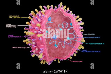 Respiratory syncytial virus structure (RSV) with text: envelope proteins G, F, SH and inside the RNA, proteins N, P, L and M. The RSV virus can cause respiratory infections. Stock Photo