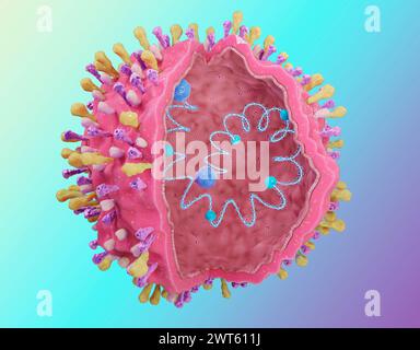 Respiratory syncytial virus structure - RSV, with its envelope proteins G, F, SH and inside the RNA, proteins N, P, L and M. The RSV virus can cause respiratory infections. Stock Photo
