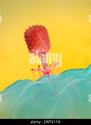 Illustration of an Escherichia virus T4 bacteriophage on an E. coli bacterium. The bacteriophage, or phage, infects and replicates within bacteria and can be used for phage therapy. Stock Photo
