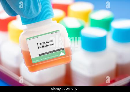 Deinococcus radiodurans bacterium. This bacterium is known for its extreme resistance to ionizing radiation and oxidative stress and has potential applications in biotechnology and environmental remediation. Stock Photo