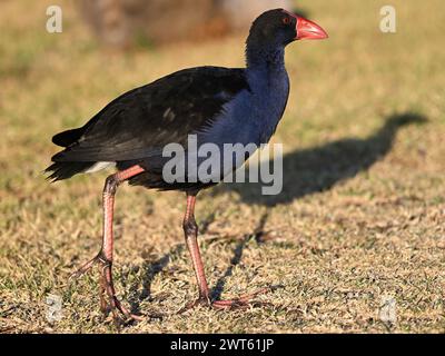 Side view of a sunlit purple swamphen, or Pukeko, mid stride as it casts a shadow into the background Stock Photo