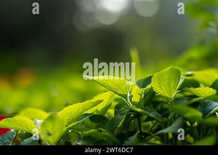 The rays of the morning sun fall on the green leaves, making the light shimmer. Natural Pattern or background of Ageratum houstonianum Or bluemink clo Stock Photo