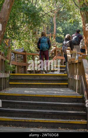 Vertical photo from behind of tourists walking through a narrow stair path surrounded by a forest full of big green trees in Bosque los Arrayanes, Arg Stock Photo