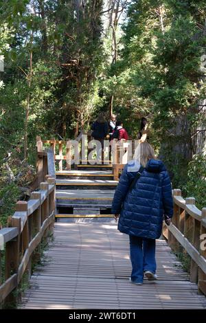 Vertical photo from behind of tourists walking through a narrow stair path surrounded by a forest full of big green trees in Bosque los Arrayanes, Arg Stock Photo