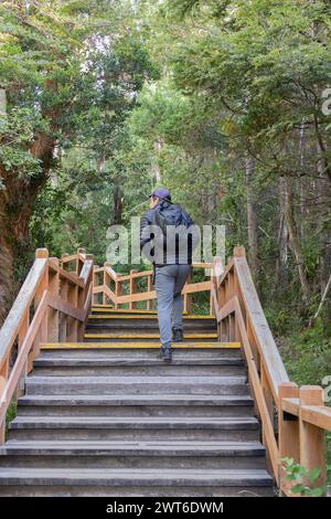 Vertical photo from behind of tourists walking through a narrow stair path surrounded by a forest full of big green trees in Bosque los Arrayanes, Arg Stock Photo