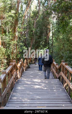 Vertical photo from behind of tourists walking through a narrow stair path surrounded by a forest full of big green trees in Bosque los Arrayanes, Arg Stock Photo