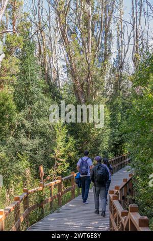 Vertical photo from behind of tourists walking through a narrow stair path surrounded by a forest full of big green trees in Bosque los Arrayanes, Arg Stock Photo