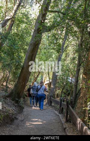 Vertical photo from behind of tourists walking through a narrow stair path surrounded by a forest full of big green trees in Bosque los Arrayanes, Arg Stock Photo