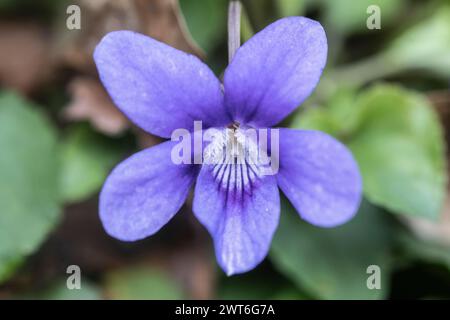 Heath dog-violet (Viola canina), North Rhine-Westphalia, Germany Stock Photo