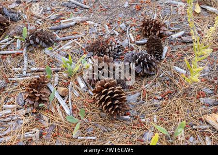 Pinecone seeds steadily laying on the woods ground full of fallen tree branches and barks Stock Photo