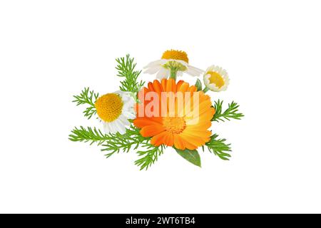 Chamomile and calendula flowers and leaves bunch isolated on white. White daisy and pot marigold in bloom.  Chamaemelum nobile and calendula officinal Stock Photo