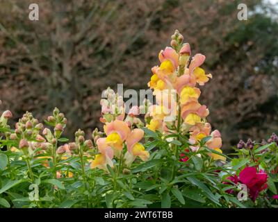 Antirrhinum majus flowering plant in the garden. Common snapdragon bright peach yellow flowers.  Spike inflorescence. Stock Photo