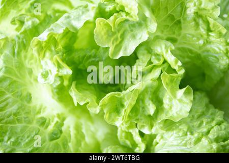 Batavia green lettuce salad head closeup shallow focus background. Leafy vegetable. French crisp leaves. Stock Photo
