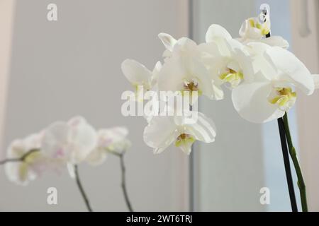 Branches with beautiful orchid flowers near window, closeup Stock Photo