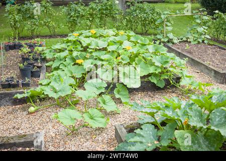 Vegetables (winter squash Crown Prince) growing in a raised bed in a UK garden in summer Stock Photo