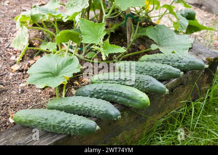 Fresh home-grown cucumbers (Bedfordshire Prize ridged cucumber) harvested in an English garden, UK Stock Photo
