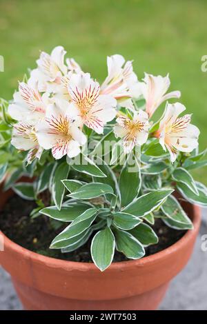 Alstroemeria Princess Fabiana (Peruvian lily) plant growing in a pot in a UK garden Stock Photo