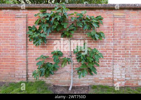 Espalier fig tree growing against a brick wall in an English garden in summer, UK Stock Photo