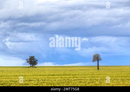 Lone Queensland Bottle Tree in a wheat field near Wallumbilla Queensland Australia Stock Photo
