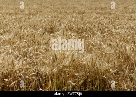 Close up of wheat fields near ready for harvesting near Wallumbilla Queensland Australia Stock Photo