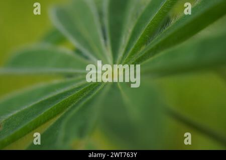 Close up of leaves of a Blue lupin Lupinus pilosus Stock Photo