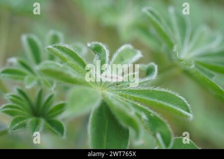 Close up of leaves of a Blue lupin Lupinus pilosus Stock Photo