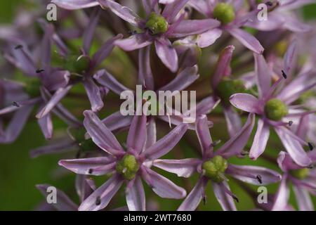 The purple flower of Allium ampeloprasum with an insect on it Stock Photo