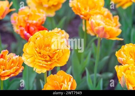 Blooming orange tulips flowers in garden, field. Double Beauty of Apeldoorn, double tulip variety. Spring time, nature gardening, floral background. Stock Photo
