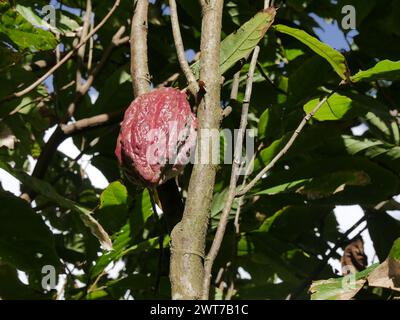 isolated red criollo cacao pod growing on theobroma cacao tree trunk Stock Photo