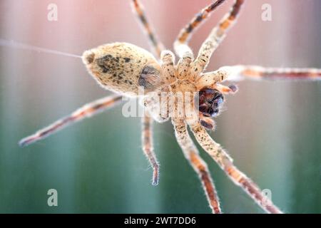 Nosferatu spider, trapped under glass with spun thread, macro, bottom side Stock Photo