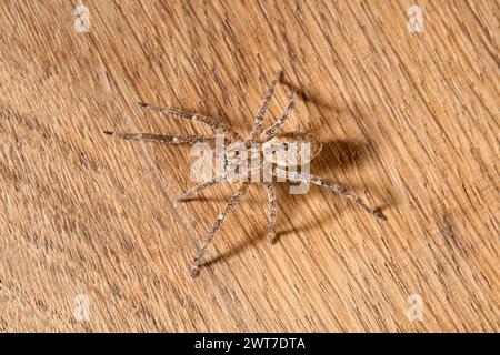 Brown Nosferatu spider on a brown, wooden underground, interior view Stock Photo