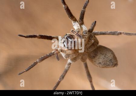 Nosferatu spider close-up of the head looking into camera Stock Photo